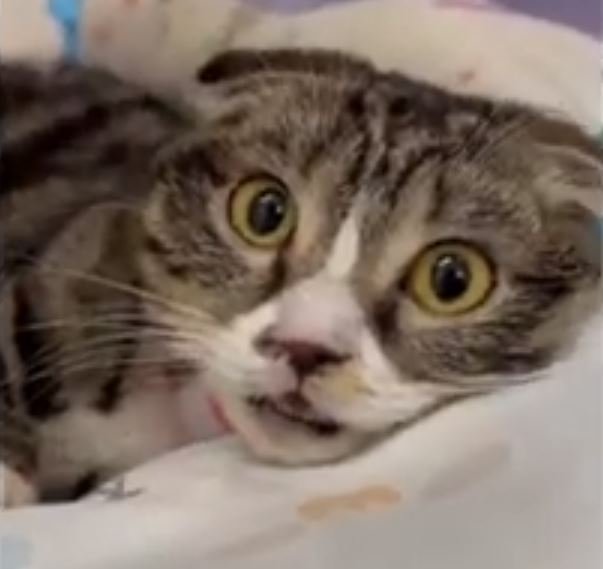 แมวที่พลัดตกตึก 6 ชั้น รอดปาฏิหาริย์ แมวที่พลัดตกตึก 6 ชั้น รอดปาฏิหาริย์